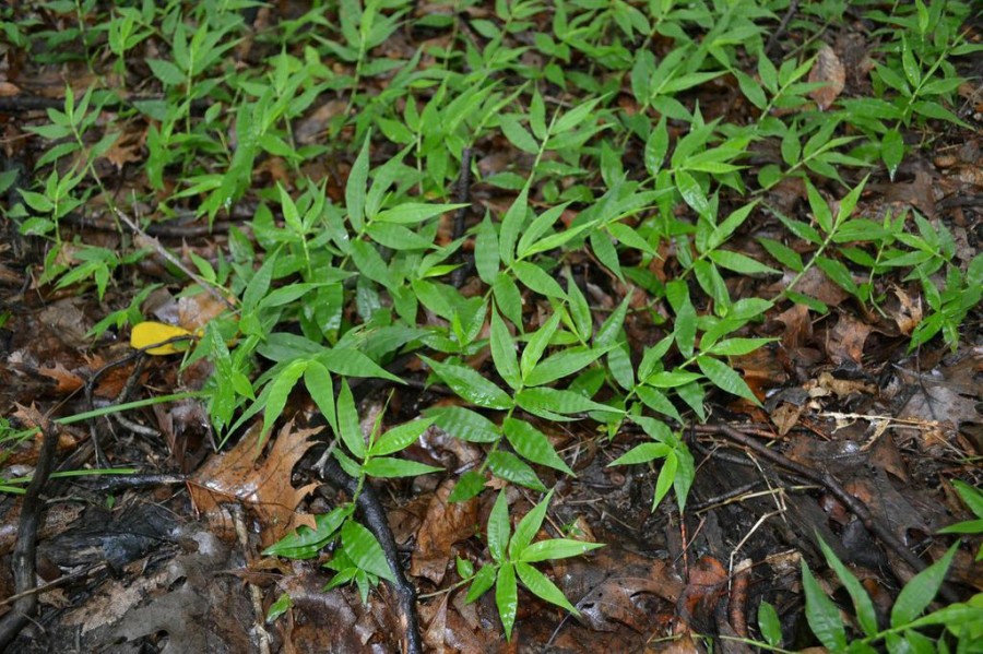 Wavyleaf Basketgrass Help Stop it Now! Virginia Native