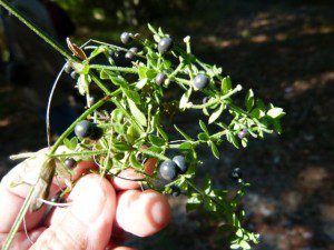 bedstraw