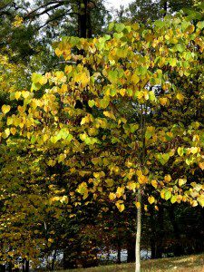 redbud-in-fall-1