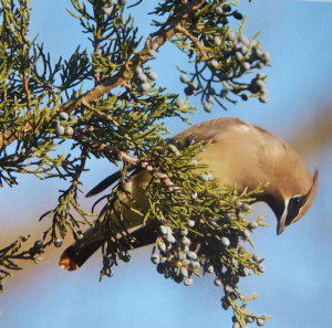 Juniperous virginiana, Eastern red cedar, especially beloved by cedar waxwings