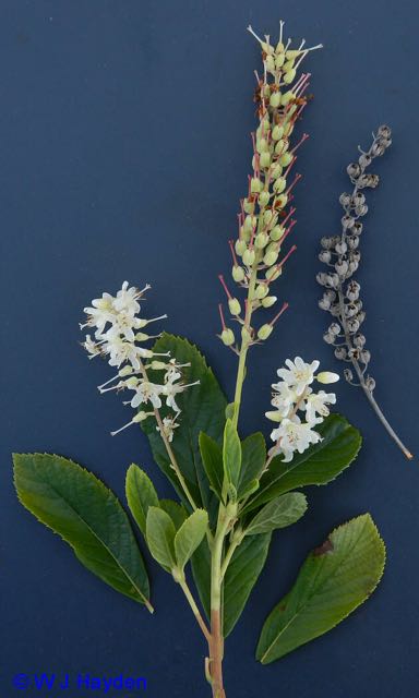 clethra_alnifolia_WHITIN_RES_DOUGLAS_MA_01s