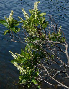 clethra_alnifolia_WHITIN_RES_DOUGLAS_MA_06s