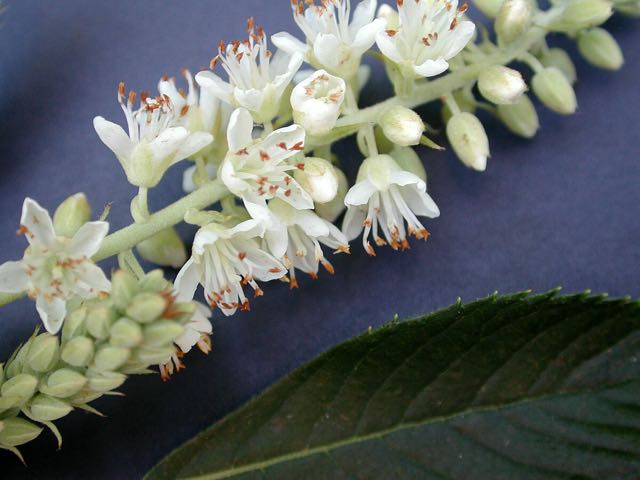 clethra_alnifolia_’hummingbird’_LGBG_01s