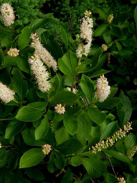 clethra_alnifolia_’rosea’_TOWER-HILL_01s