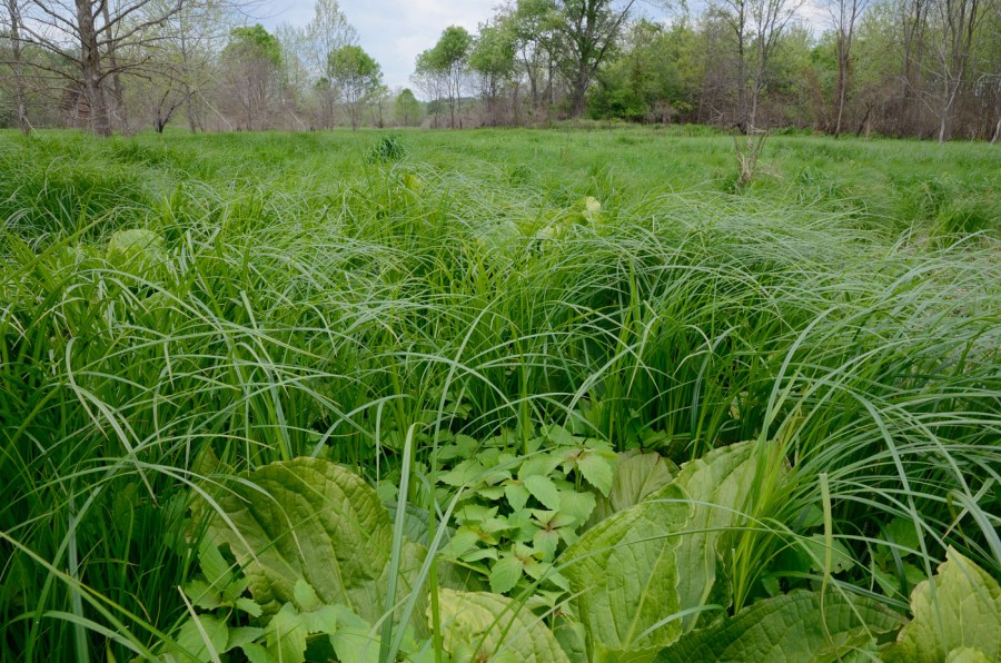 051613_Cowbane037 Virginia Native Plant Society