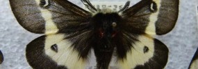 The Buck Moth, (Hemileuca
maia), feeds primarily on oak species.