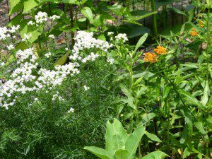 A wide variety of textures as well bloom times gives the landscape continual interest. 