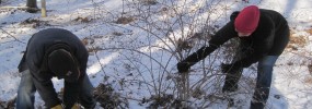 A little snow is helpful, but you can't pull barberry if the ground is frozen.
