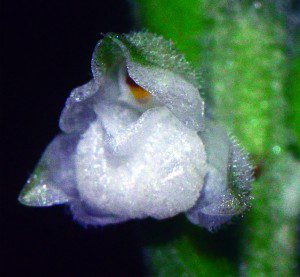 1989 Virginia Bluebells (Mertensia Virginica)