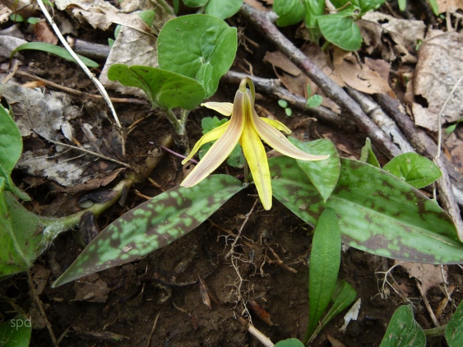 Trout Lillies and Trouts Signal Spring! Virginia Native Plant Society