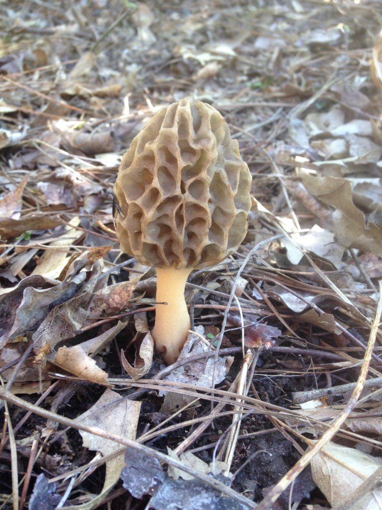 morel