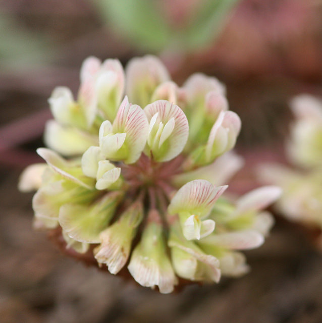 Flower of Kate's Mountain Clover. Photo credit: Jim Stasz, Maryland Biodiversity Project