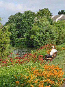 Tippecanoe Lake Native Plantings - Ashburn 1