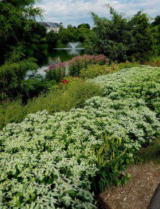 Tippecanoe Lake Native Plantings - Ashburn 2