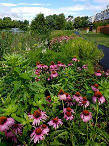 Tippecanoe Lake Native Plantings - Ashburn 3