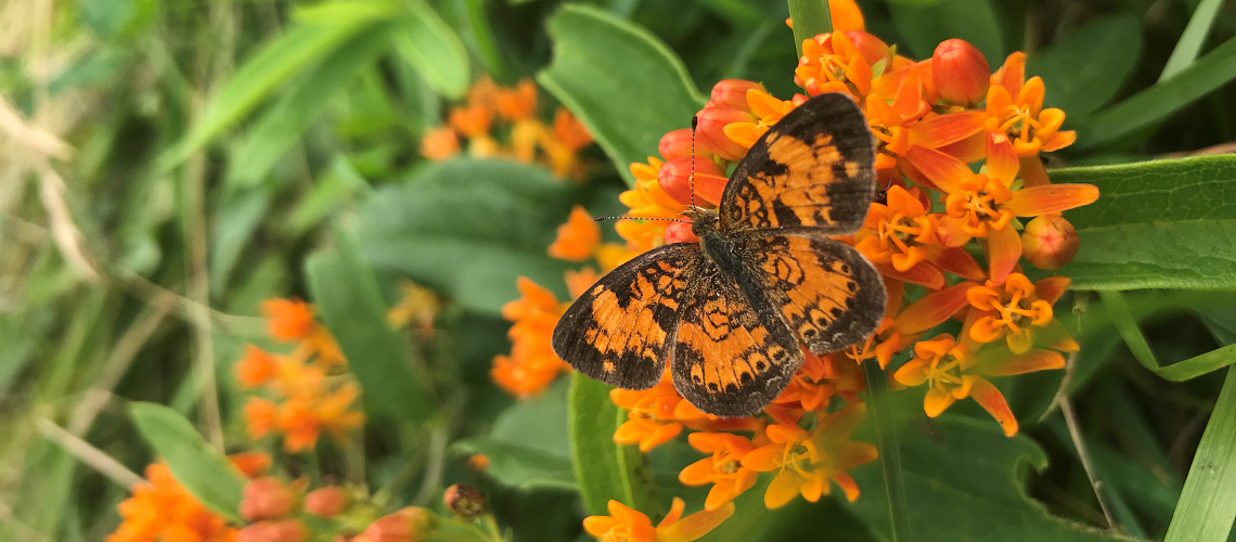 to Virginia Native Plant Society