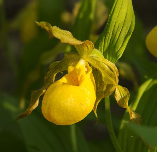 Williamsburg Botanical Garden Field Trip Lady S Slipper Orchid