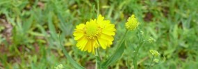 Virginia Sneezeweed (Helenicum virginicum) by Sally Anderson