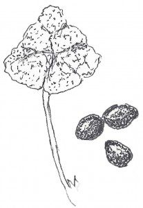 Ceanothus americanus seeds - VNPS 2019 Wildflower of the Year - Drawing by Nicky Staunton