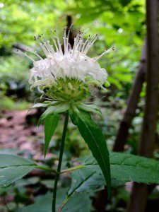 Monarda clinopodia by Fritz Flohr Reynolds, CC BY-SA 2.0