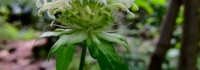 Monarda clinopodia by Fritz Flohr Reynolds, CC BY-SA 2.0