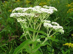 Common Boneset (Eupatorium perfoliatum)