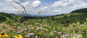 SCBI Front Royal Native Meadow Demonstration Plots RaceTrack Hill Photo by Charlotte Lorick