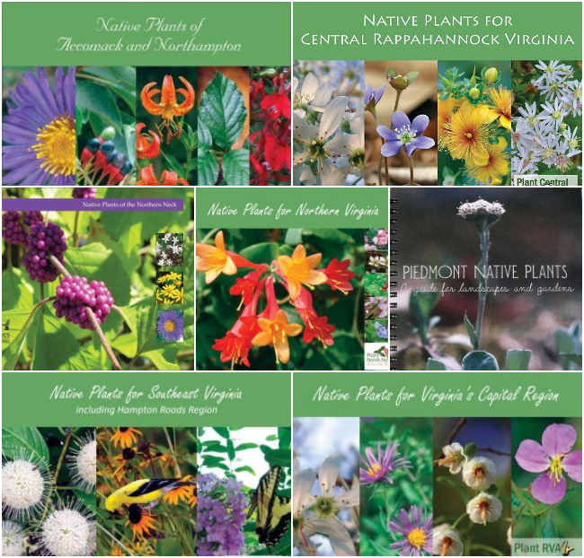 Pin Collection: 4 Moisture Loving Native Plants