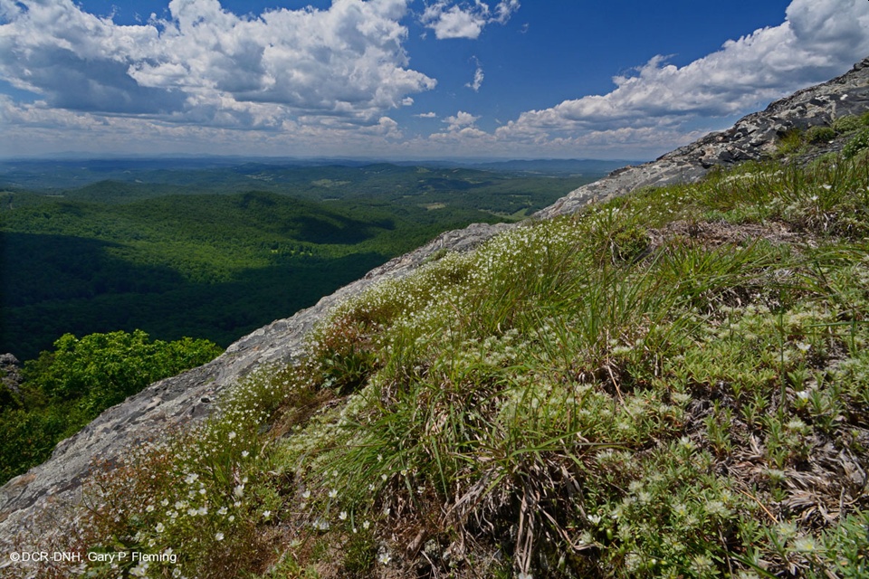 A Visit to The Cedars Natural Area Preserve Appreciation Days - Virginia  Native Plant Society