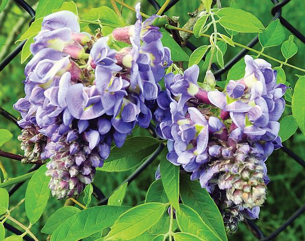 wisteria tree