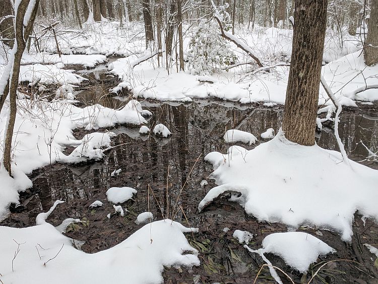 Virginia Native Plant Society - Skunk Cabbage Secrets