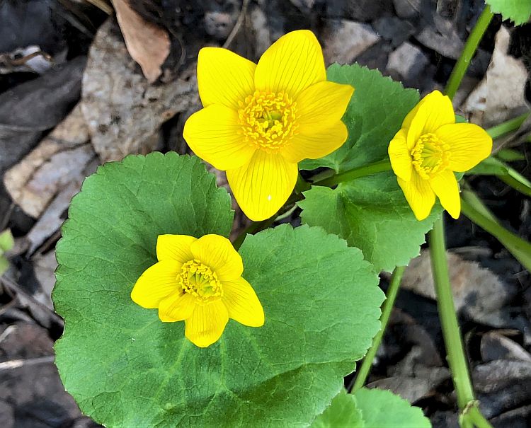 names of yellow spring flowers