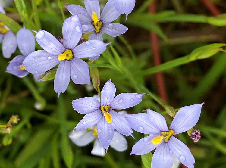 Blue-Eyed Grass Blooms for Bees and Butterflies - Virginia Native Plant  Society