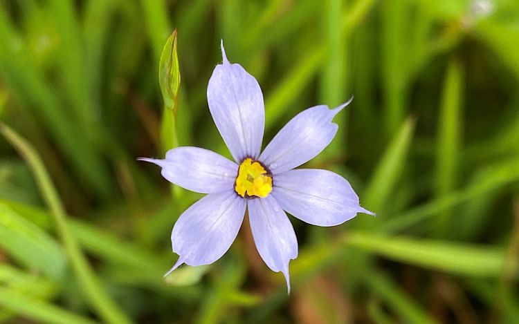 Blue-Eyed Grass Blooms for Bees and Butterflies - Virginia Native Plant  Society