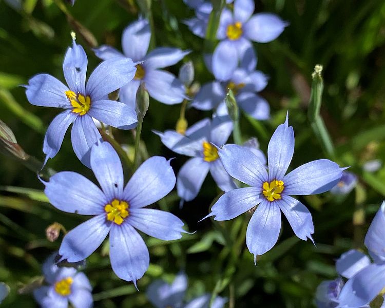 Blue-Eyed Grass Blooms for Bees and Butterflies - Virginia Native Plant  Society