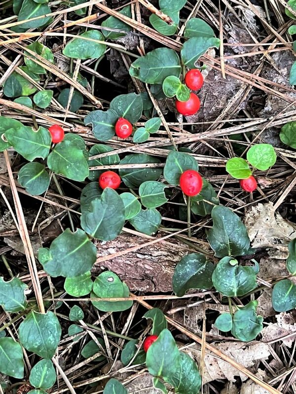 Partridgeberry Is Bright All Year Virginia Native Plant Society
