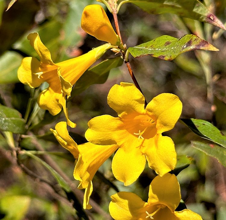 carolina-jessamine-coastal-beauty-virginia-native-plant-society