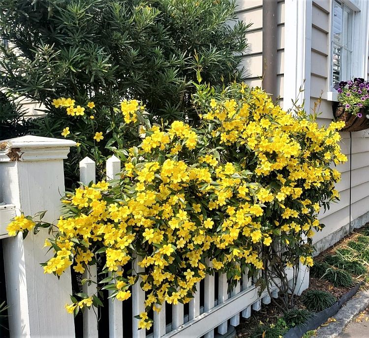 Carolina Jessamine Coastal Beauty Virginia Native Plant Society carolina-jessamine-coastal-beauty-virginia-native-plant-society