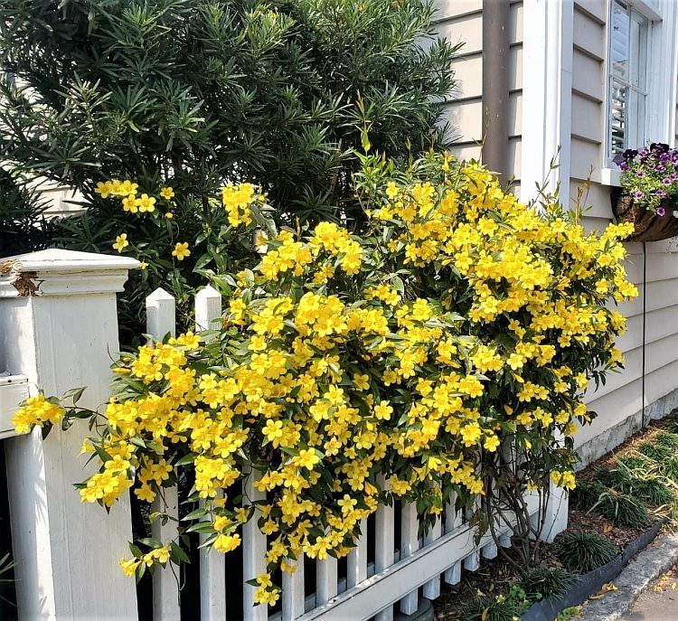 carolina-jessamine-coastal-beauty-virginia-native-plant-society