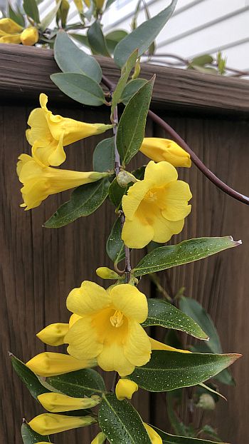 Carolina Jessamine Coastal Beauty Virginia Native Plant Society carolina-jessamine-coastal-beauty-virginia-native-plant-society