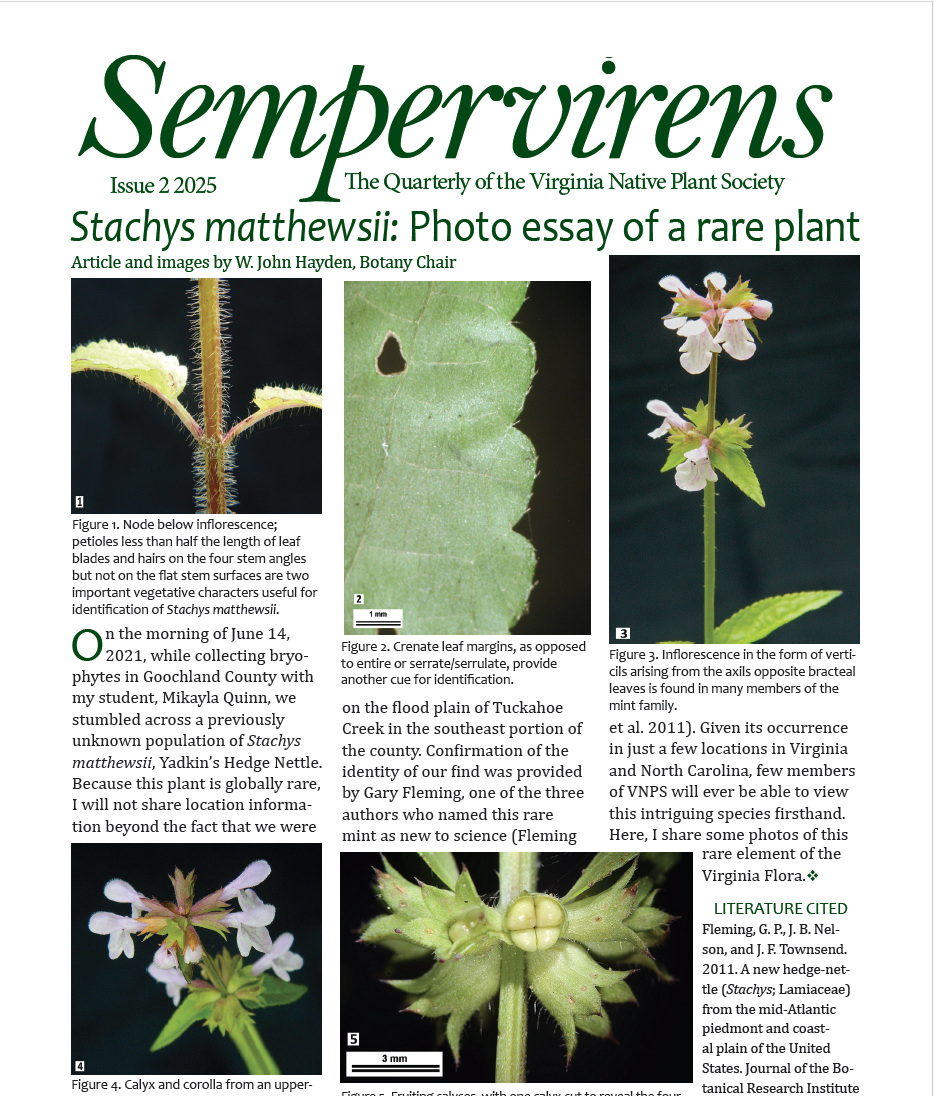 swamp milkweed