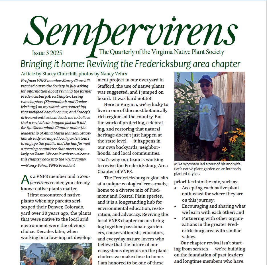 Sempervirens