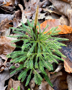 podocarpus macrophyllus Podocarpus – Liberty Landscape Supply