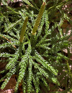 Flat-branched Tree-clubmoss, Dendrolycopododium obscurum - Virginia Native  Plant Society