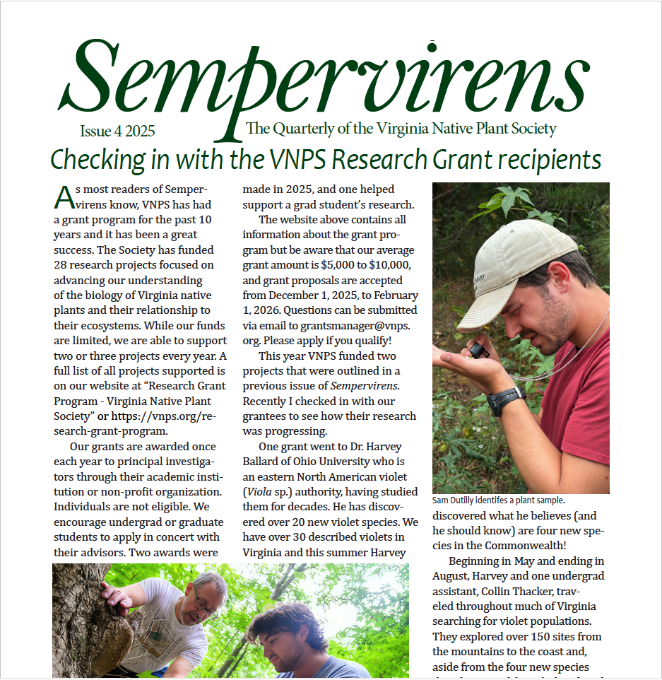 Sempervirens