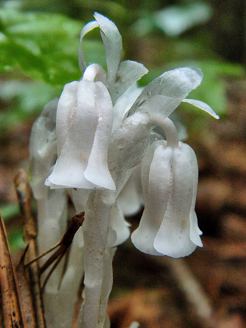 Wildflower of the Year 2026: Ghost Pipes (Monotropa uniflora) - Virginia Native  Plant Society