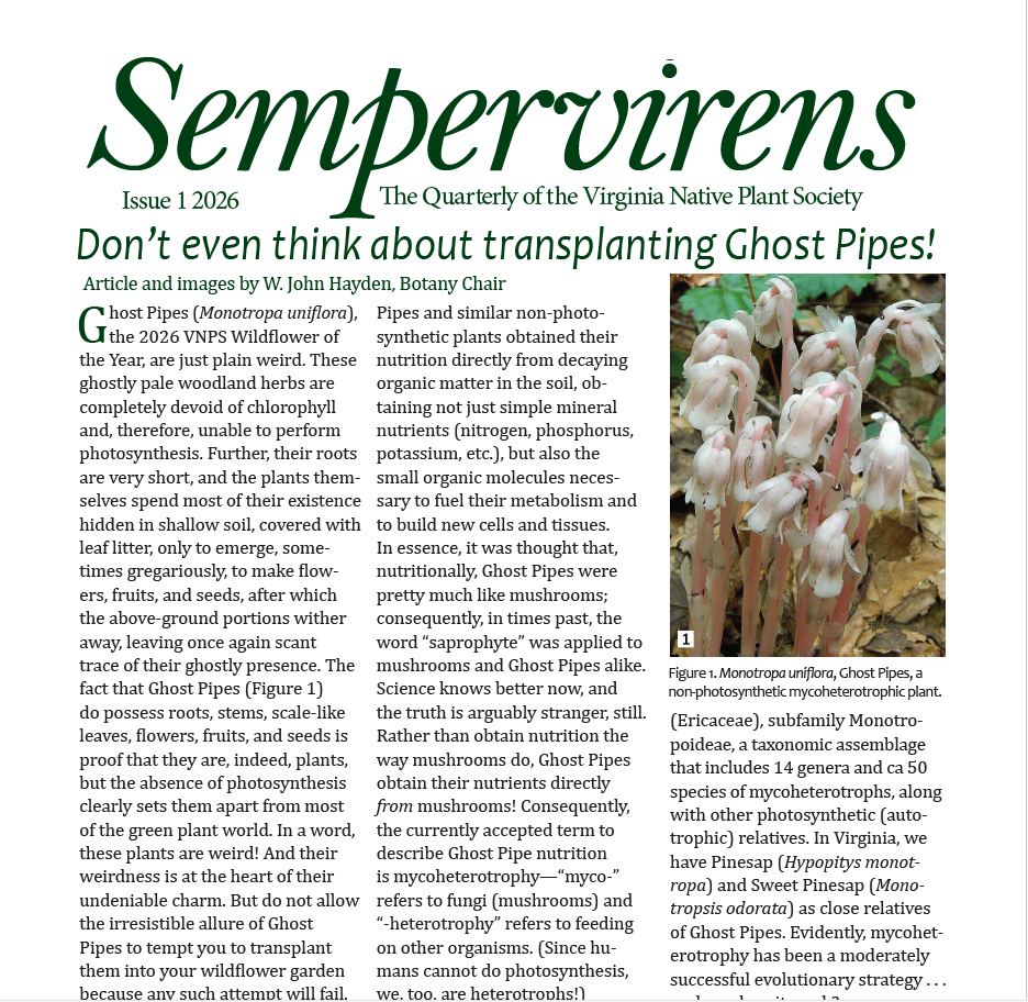 swamp milkweed