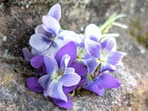 Common Blue Violet, Viola sororia/communis - Virginia Native Plant Society