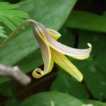 "Jaunty attitude" of the Trout lily in afternoon sun.