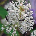 Photo by Betty Truax Ceanothus americanus - VNPS 2019 Wildflower of the Year - Photo by Betty Truax